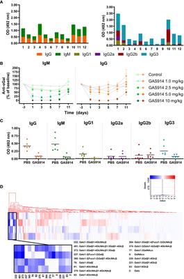 Removal of natural anti-αGal antibodies elicits protective immunity against Gram-negative bacterial infections